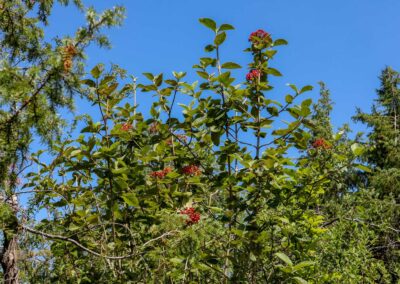 Beim Reiterleskapelle Waldstetten