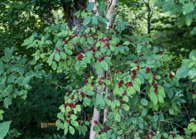 Beim Reiterleskapelle Waldstetten