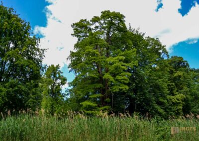 Schlosspark Lübbenau im Spreewald