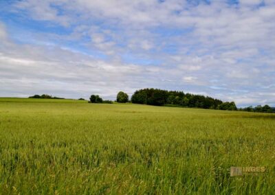 Natur auf dem Weg zur Talsperre Saidenbach