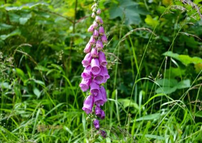 Talsperre Saidenbach