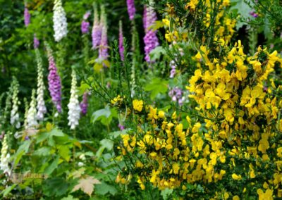 Talsperre Saidenbach