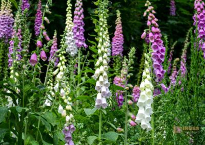 Talsperre Saidenbach