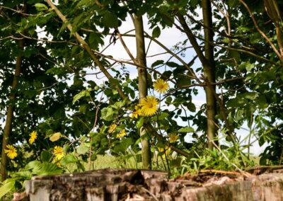 Natur auf dem Weg zur Talsperre Saidenbach