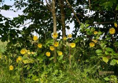 Natur auf dem Weg zur Talsperre Saidenbach