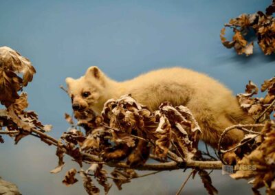 Jagdtier- und Vogelkundemuseum Schloss Augustusburg