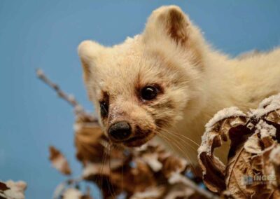 Jagdtier- und Vogelkundemuseum Schloss Augustusburg