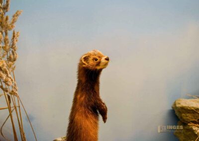 Jagdtier- und Vogelkundemuseum Schloss Augustusburg