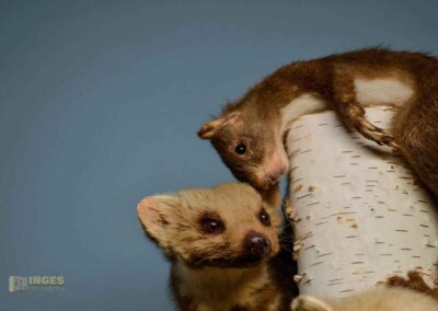 Jagdtier- und Vogelkundemuseum Schloss Augustusburg