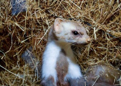 Jagdtier- und Vogelkundemuseum Schloss Augustusburg
