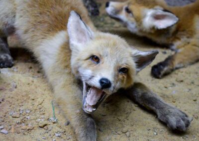 Jagdtier- und Vogelkundemuseum Schloss Augustusburg