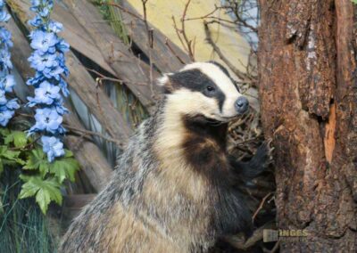 Jagdtier- und Vogelkundemuseum Schloss Augustusburg