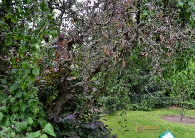 Königsgarten bei der Prager Burg