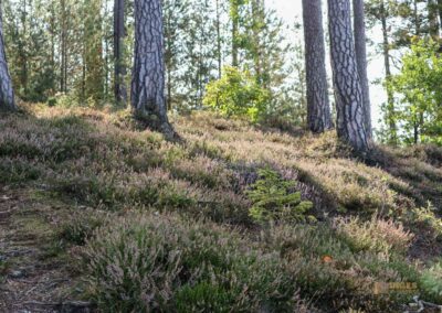 Felsenmeer im Wental