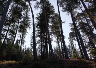 Felsenmeer im Wental