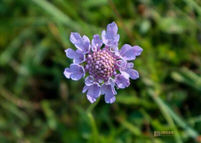 Felsenmeer im Wental