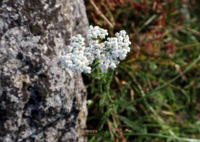 Felsenmeer im Wental