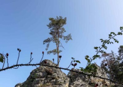 Felsenmeer im Wental