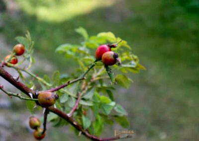 Felsenmeer im Wental
