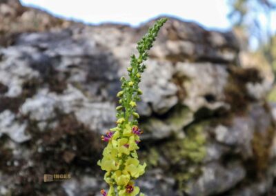 Felsenmeer im Wental