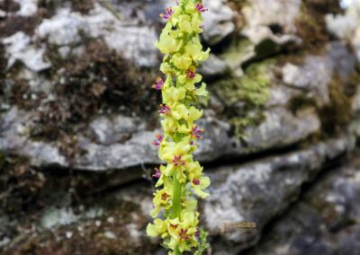 Felsenmeer im Wental