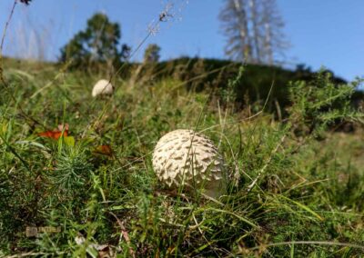 Felsenmeer im Wental