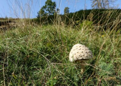 Felsenmeer im Wental
