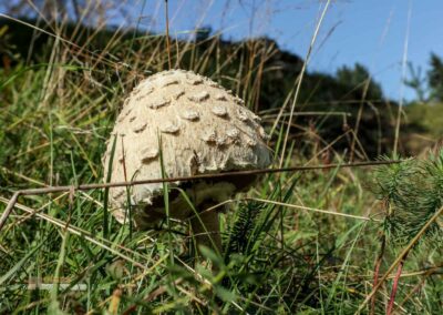 Felsenmeer im Wental