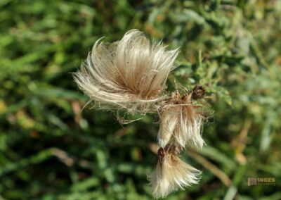 Felsenmeer im Wental