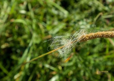 Felsenmeer im Wental