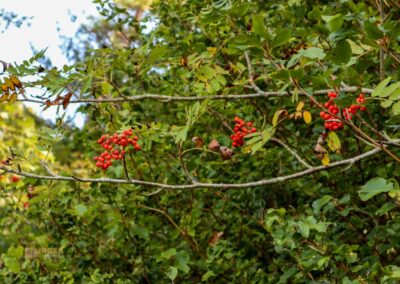 Felsenmeer im Wental