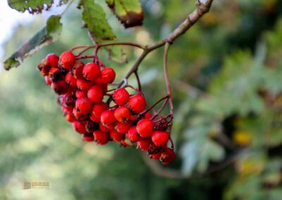 Felsenmeer im Wental