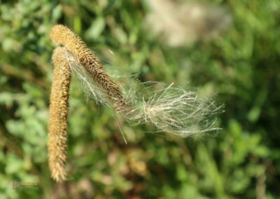 Felsenmeer im Wental