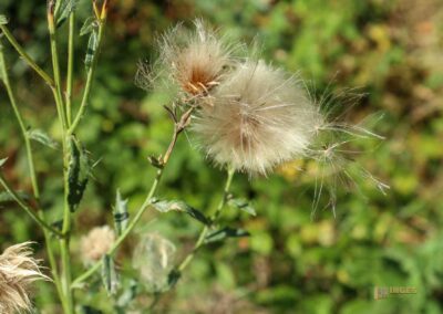 Felsenmeer im Wental