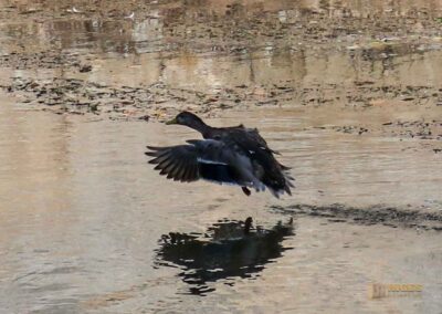 Am Grasbödele und der Kocherinsel Unterwöhrd in Schwäbisch Hall