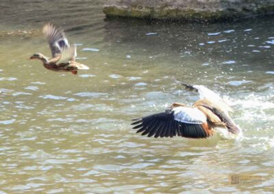 Am Grasbödele und der Kocherinsel Unterwöhrd in Schwäbisch Hall