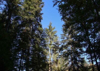 Bei den Waldgeistern am Herrenbachstausee 15 Im Wald am Herrenbachstausee