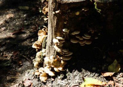 Bei den Waldgeistern am Herrenbachstausee 39 Im Wald am Herrenbachstausee