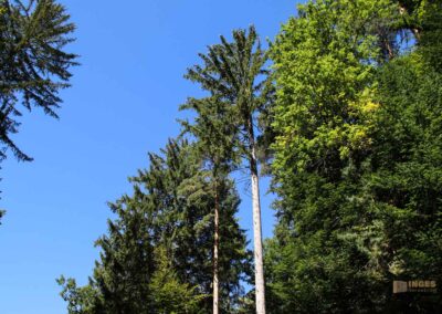 Bei den Waldgeistern am Herrenbachstausee 16 Im Wald am Herrenbachstausee