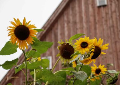 Gerberviertel in Nördlingen