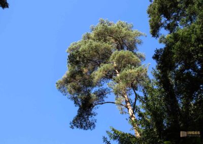 Bei den Waldgeistern am Herrenbachstausee 17 Im Wald am Herrenbachstausee