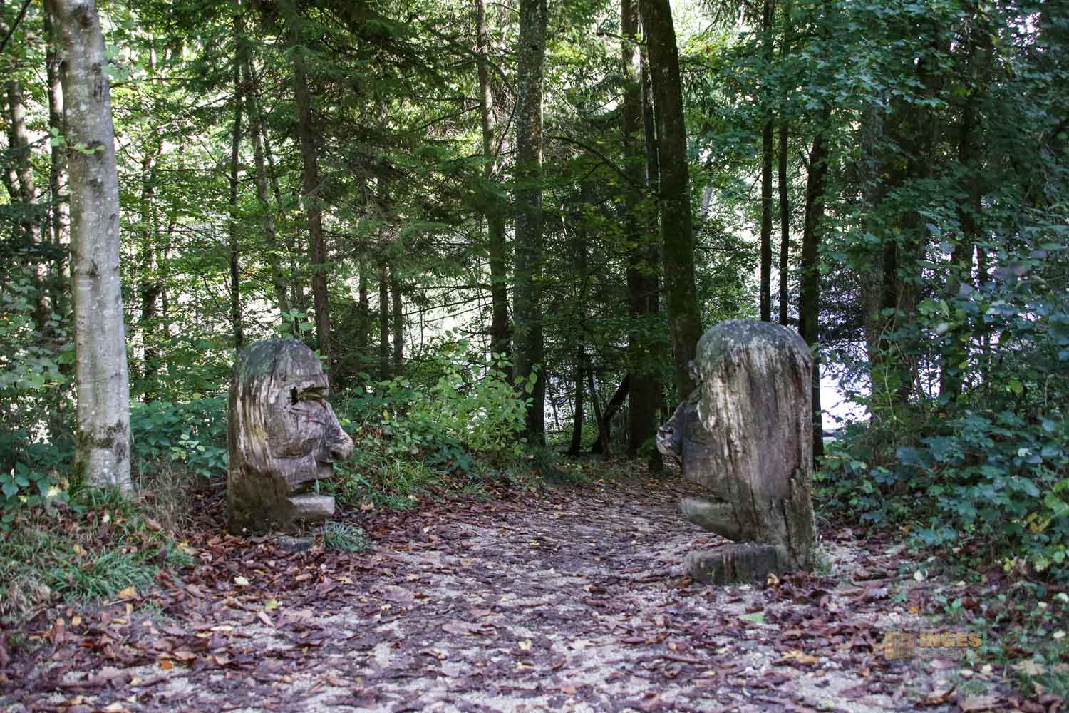die Mythologie der Bäume beim Herrenbachstausee Kreis Göppingen 0263 die Mythologie der Bäume beim Herrenbachstausee Kreis Göppingen 0263