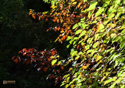 Bei den Waldgeistern am Herrenbachstausee 40 Im Wald am Herrenbachstausee