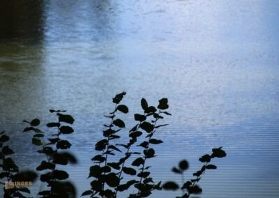 Bei den Waldgeistern am Herrenbachstausee 38 Herrenbachstausee