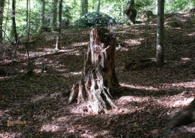 Bei den Waldgeistern am Herrenbachstausee 41 Im Wald am Herrenbachstausee
