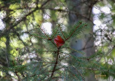 Bei den Waldgeistern am Herrenbachstausee 44 Im Wald am Herrenbachstausee