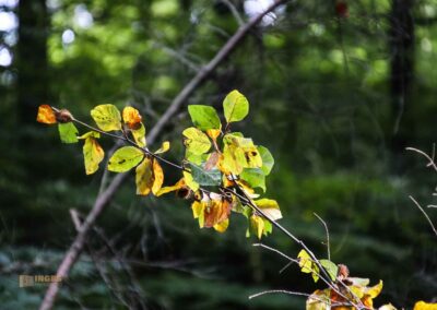 Bei den Waldgeistern am Herrenbachstausee 45 Im Wald am Herrenbachstausee