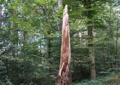 Bei den Waldgeistern am Herrenbachstausee 46 Im Wald am Herrenbachstausee