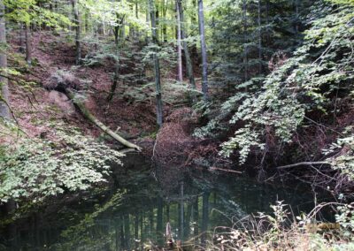 Bei den Waldgeistern am Herrenbachstausee 22 Im Wald am Herrenbachstausee