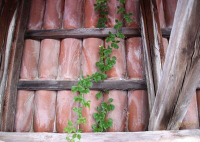 Stadtmauerrundgang in Nördlingen